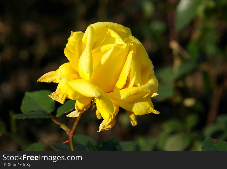 Yellow rose on the park