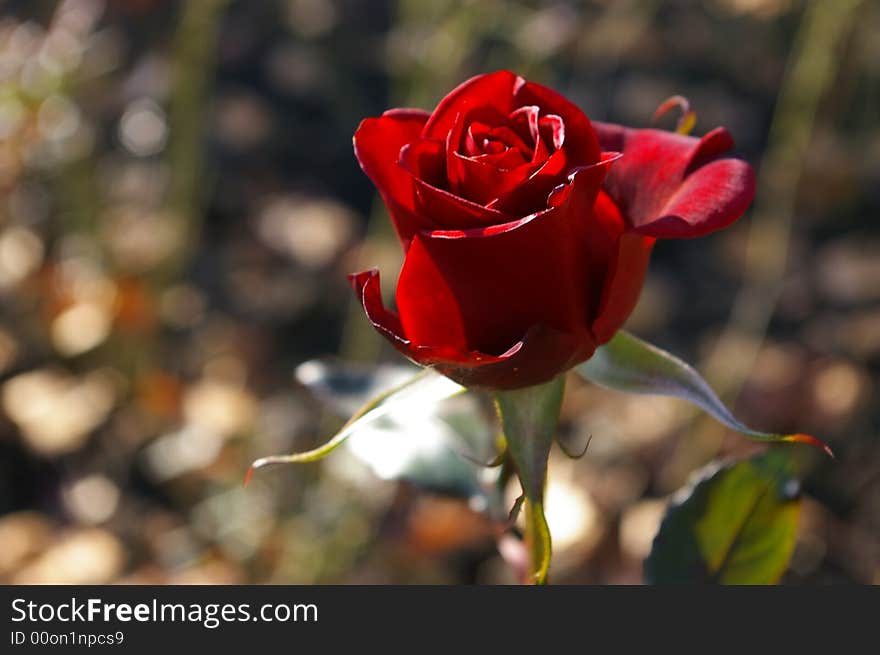 Red rose at the park