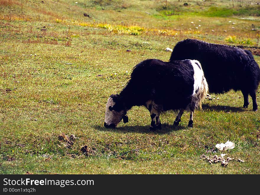 There are 2 yaks in the meadows. it is in Tibet of China. See more my images at :)