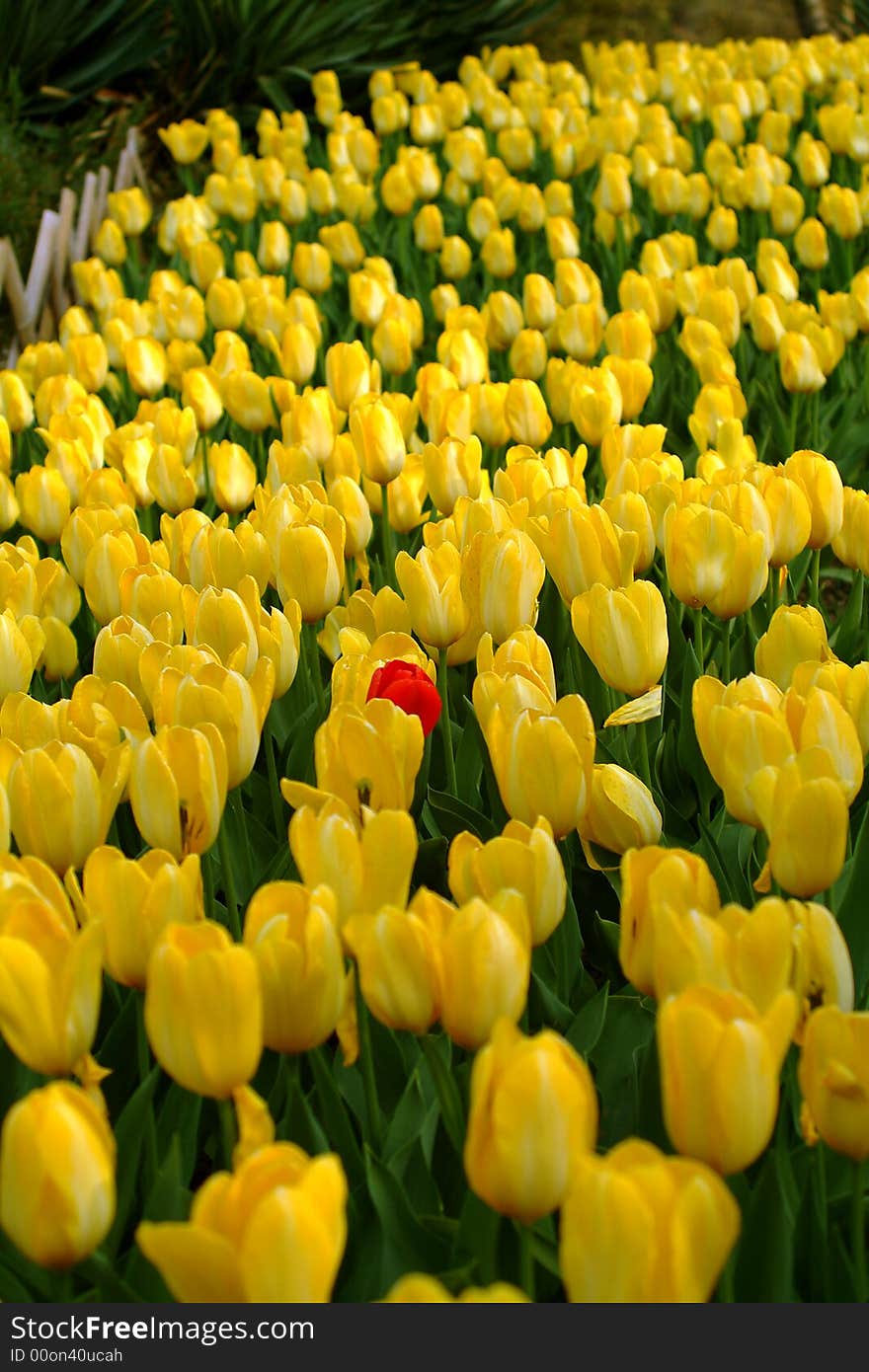 Tulip in yellow