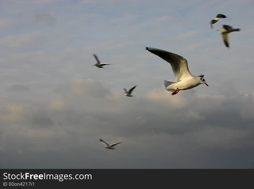 Seagulls, birds, mewy w locie