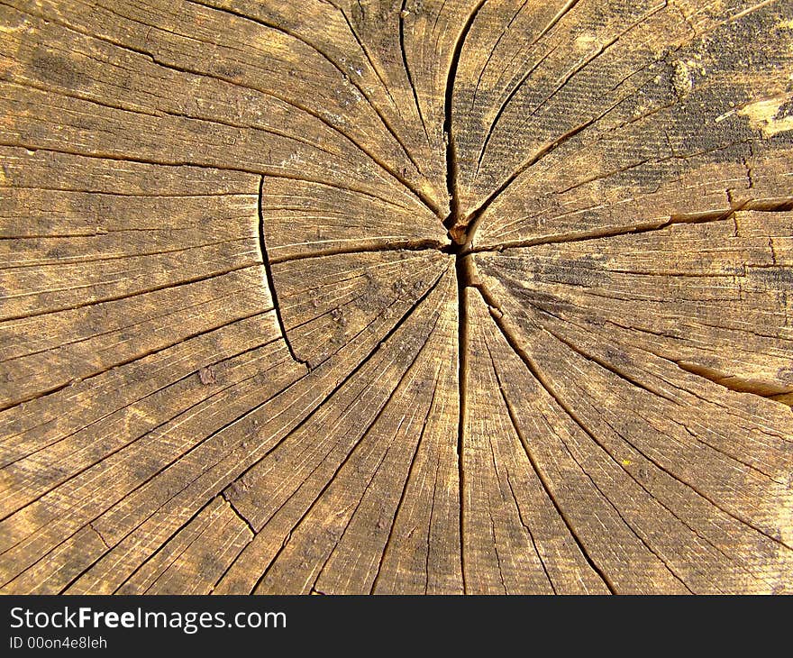 Dead wood detail ,illustrating the wood texture and structure