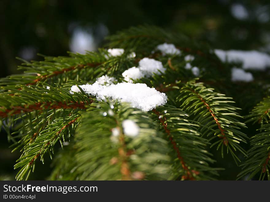 Choinka w  śniegu, makro, snow