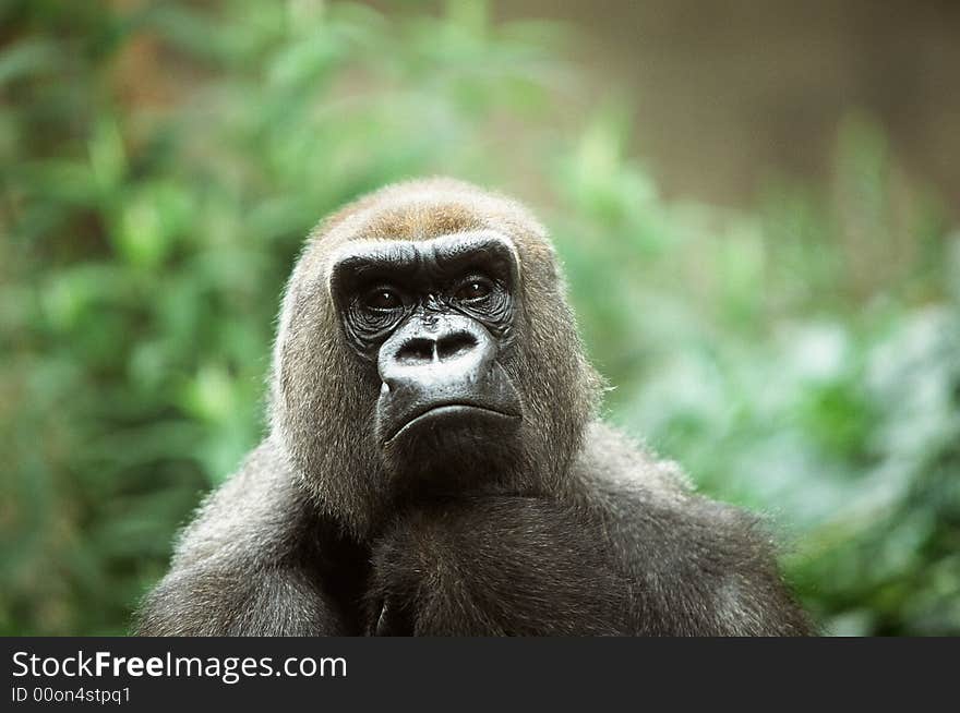 African low land gorilla resting and watching. African low land gorilla resting and watching