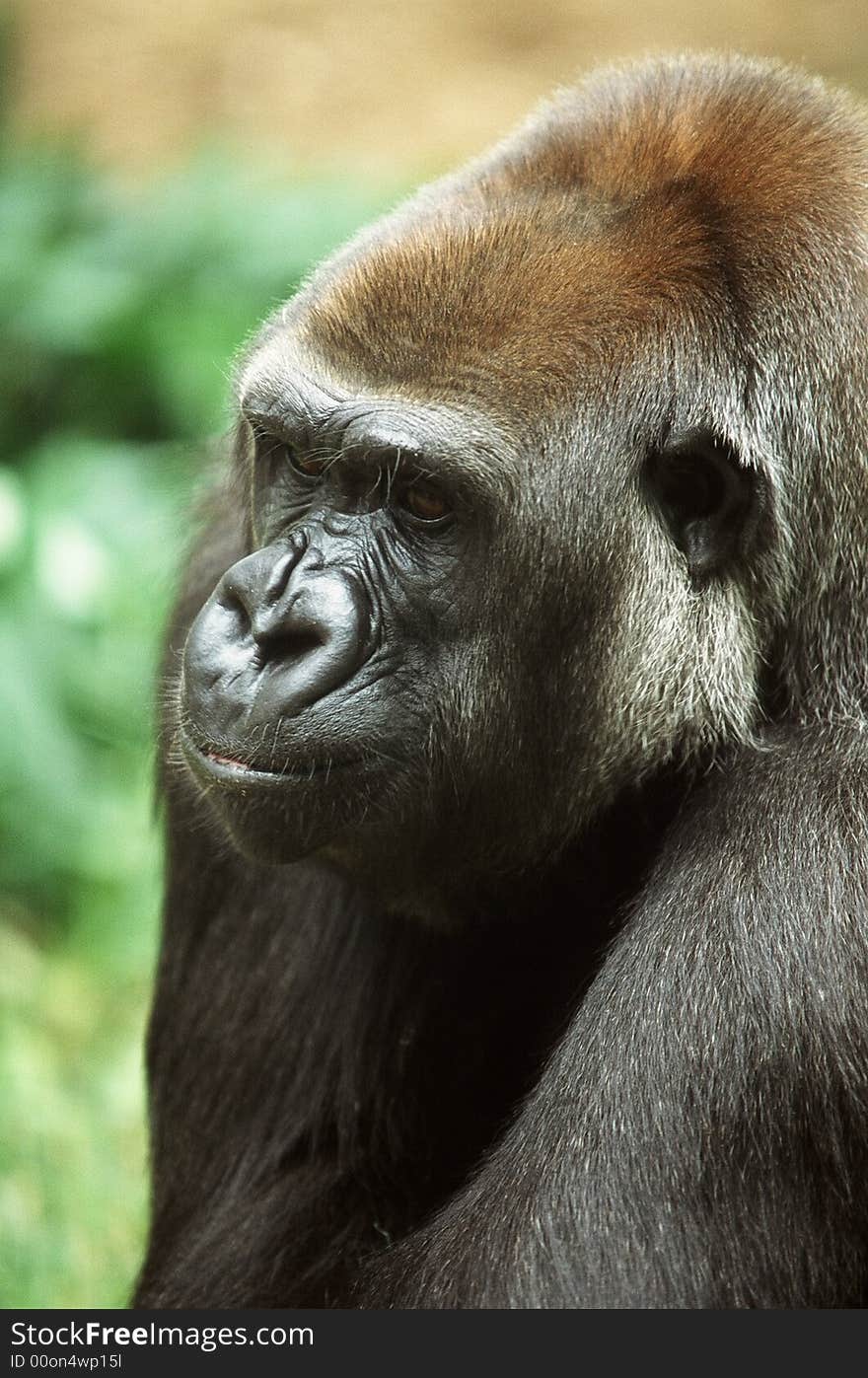 Close up view of an African low land gorilla. Close up view of an African low land gorilla