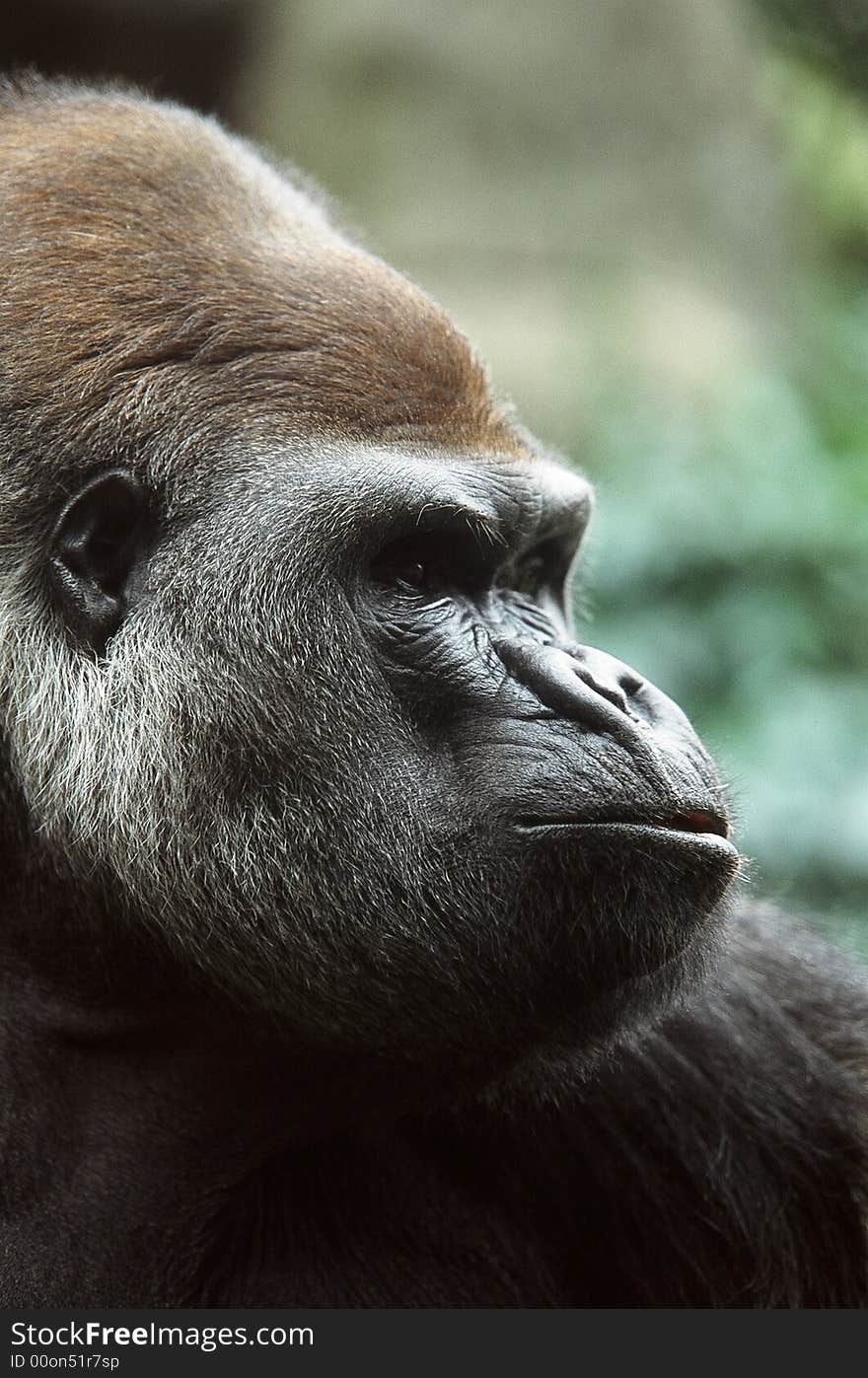 Close up view of an African low land gorilla. Close up view of an African low land gorilla