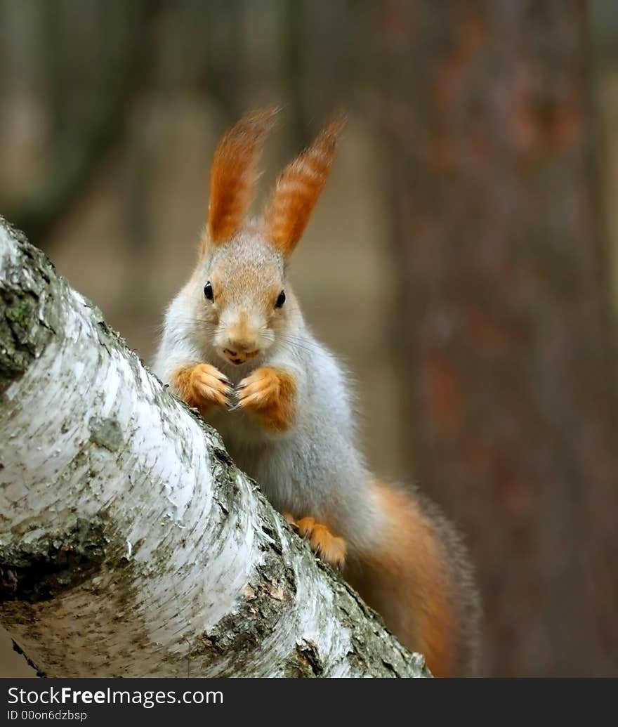 Squirrel ( Sciurus )