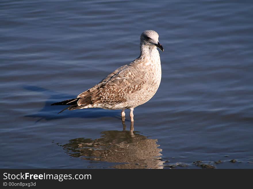 Seagull into the water looking