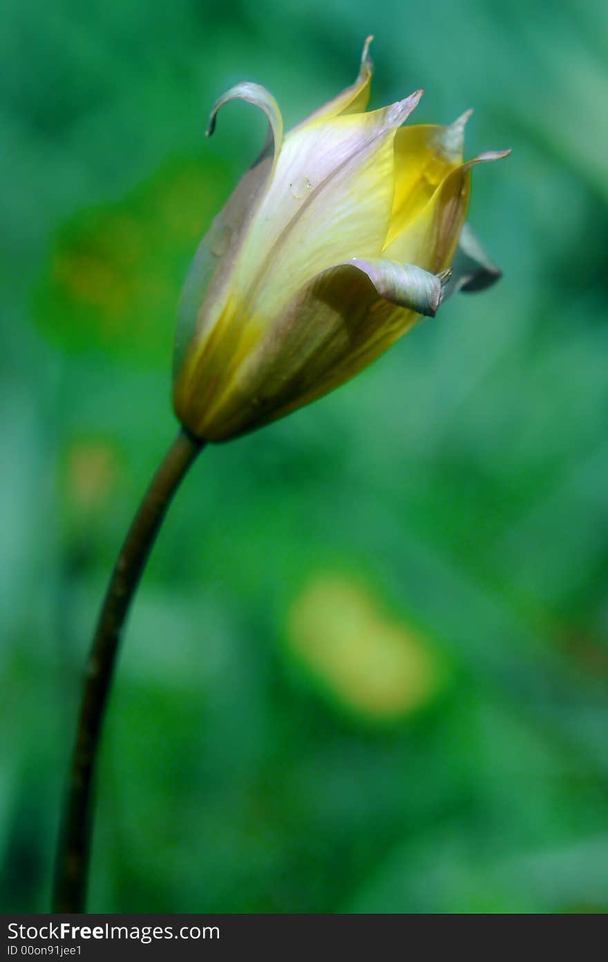 One tulip on a green background