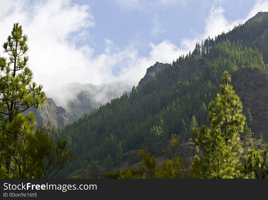 Clouds over the forest