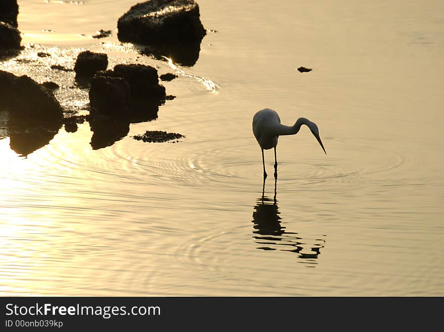 Egret bird