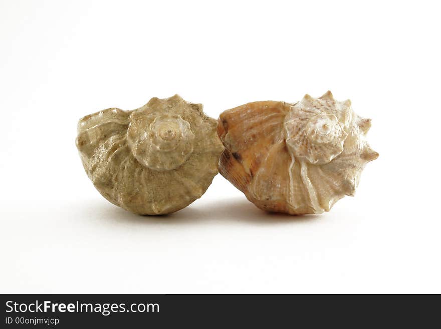 Two shells on the white background