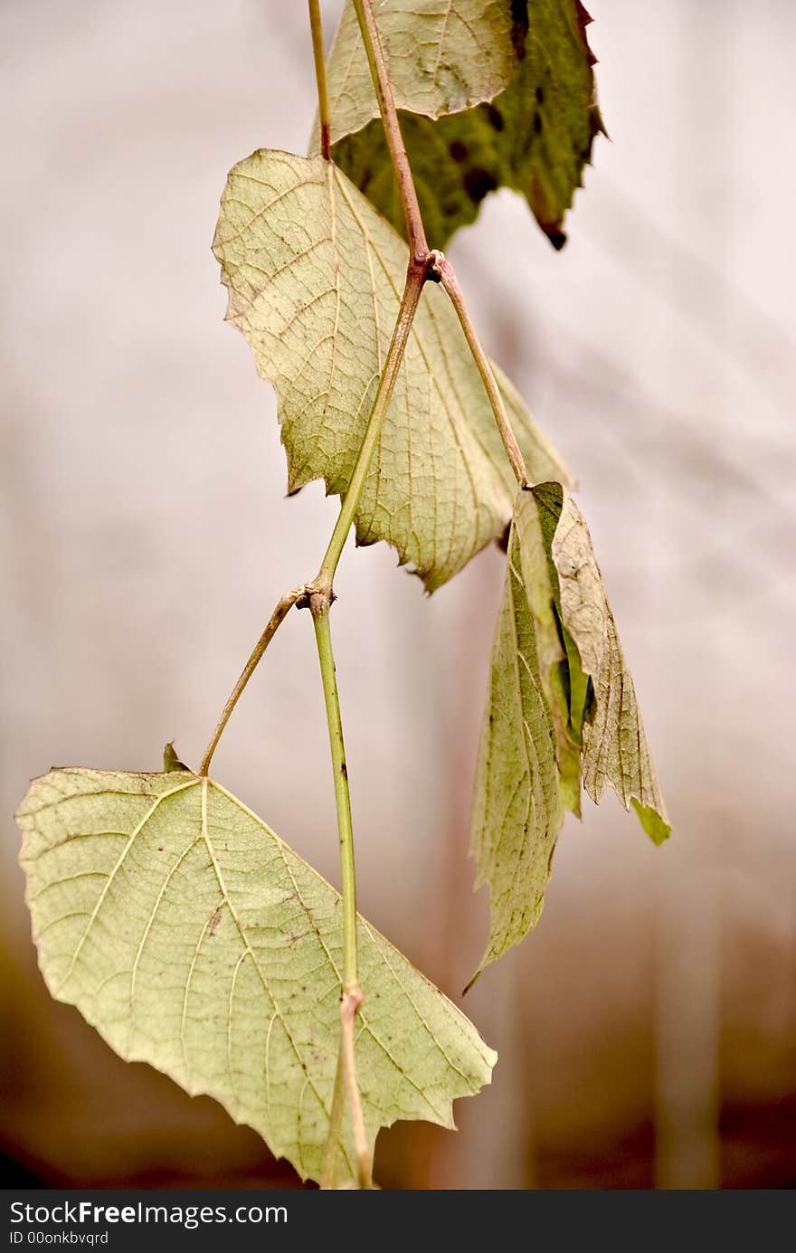 Grape vine hanging on the  bower. Grape vine hanging on the  bower