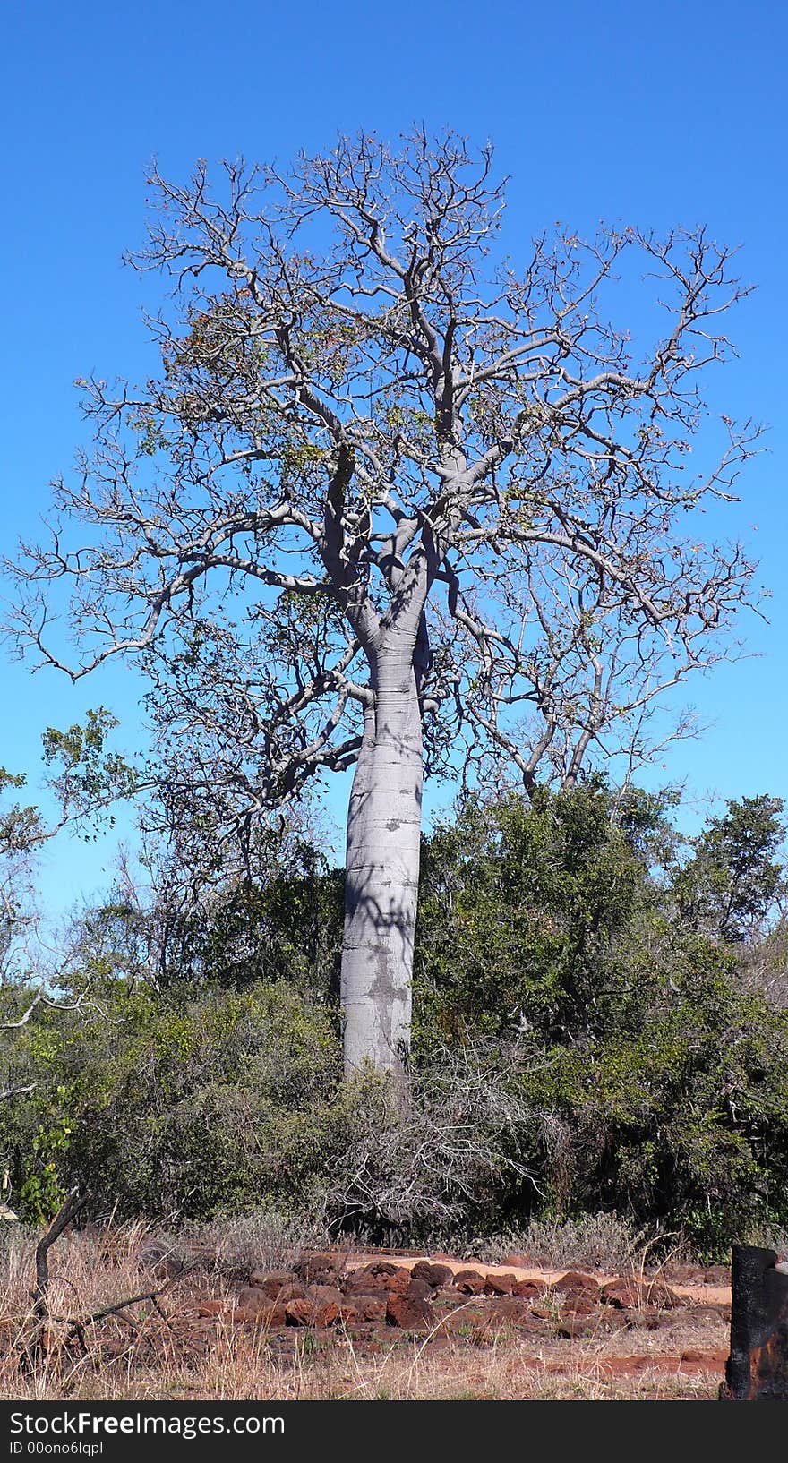 An oldest tree call BaoBab near Undara Australia