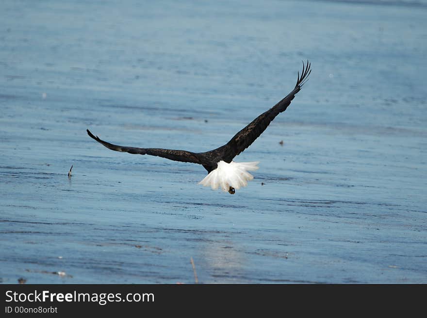 A large bald eagle flying low over the ice covered lake. A large bald eagle flying low over the ice covered lake.