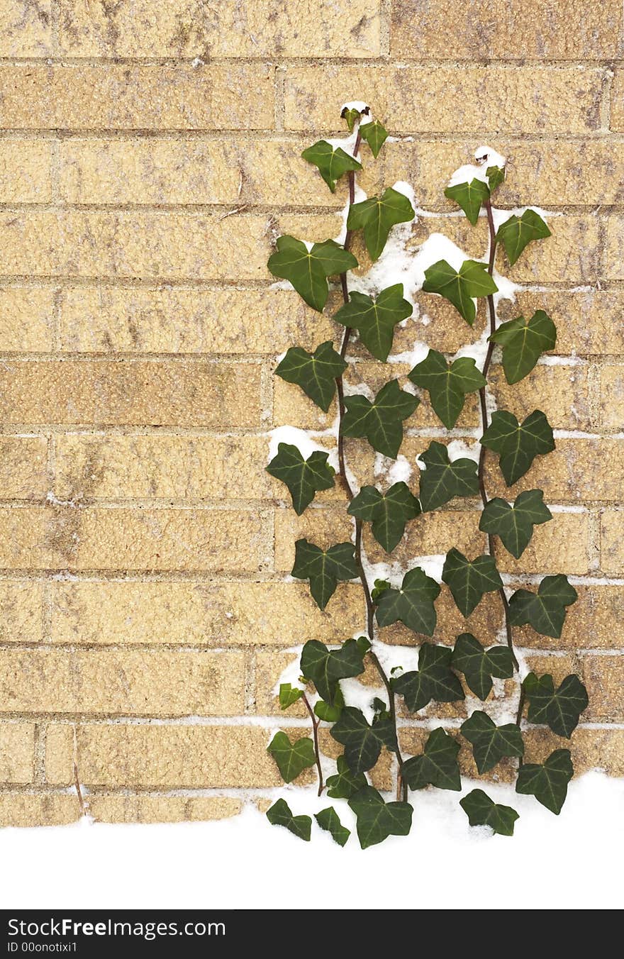 Struggle to live in winter (two branches of green bines covering with snow climbing up of a wall.)