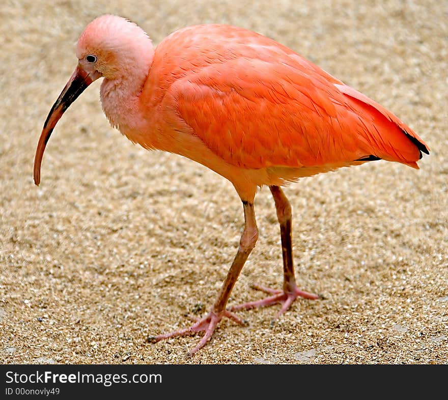 Scarlet ibis 3