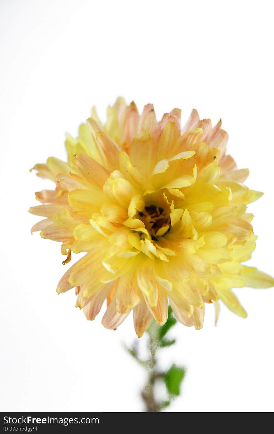 Aster on the white background. Aster on the white background