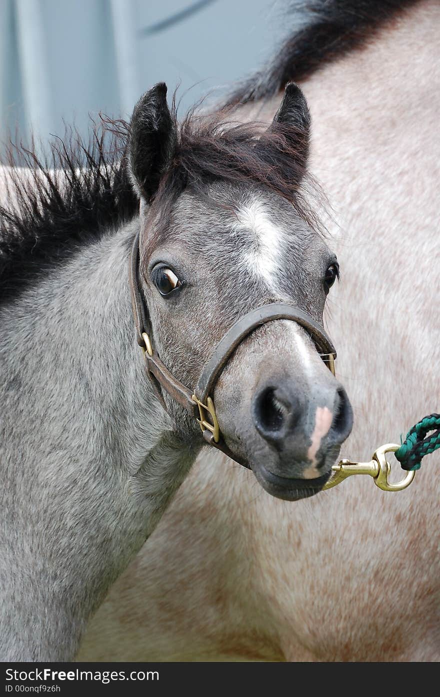 A gray foal looking curious at something.