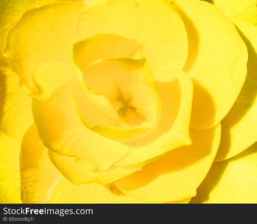 Begonia close-up beautiful yellow flower