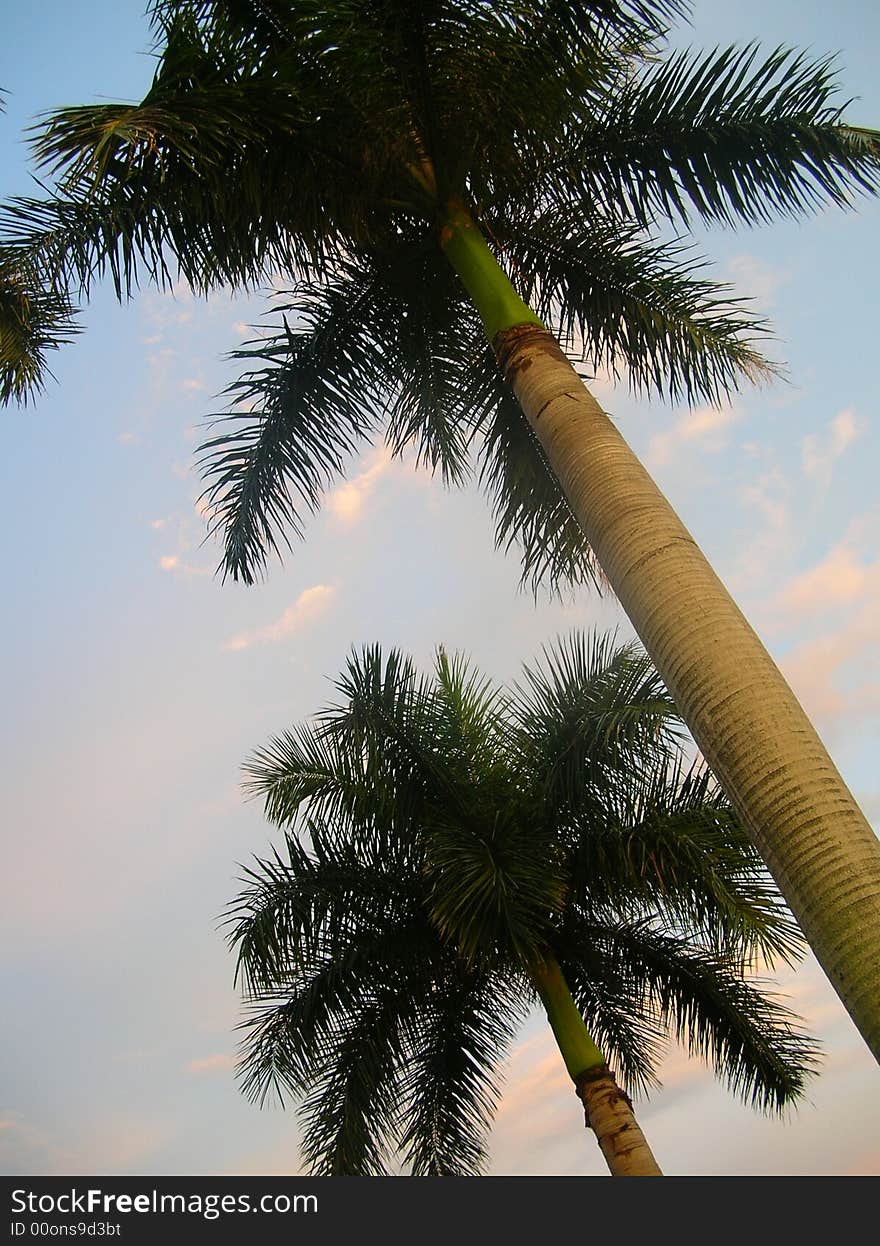 Two palm trees on a pastel sky. Two palm trees on a pastel sky