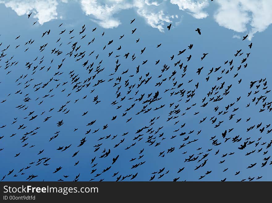 Black Birds Flying In The Sky. Black Birds Flying In The Sky.