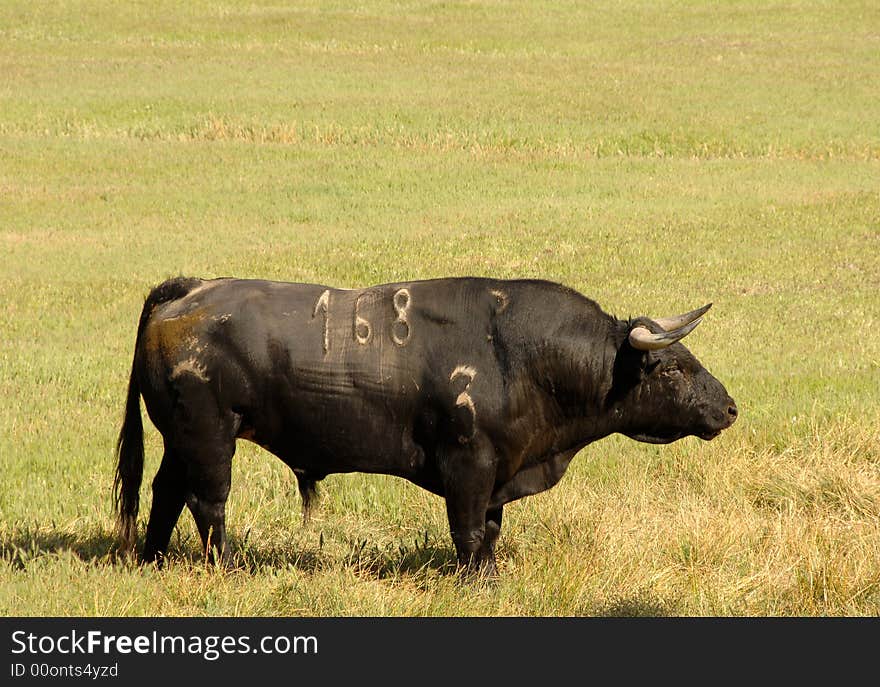 A real black bull of bullfight in field