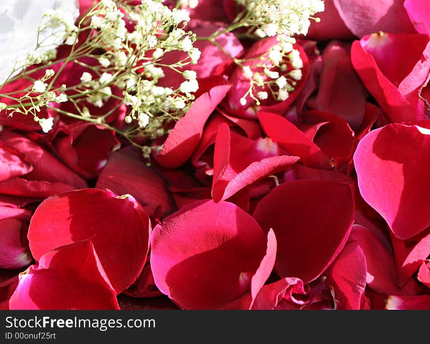 Red sunny background with roses petals