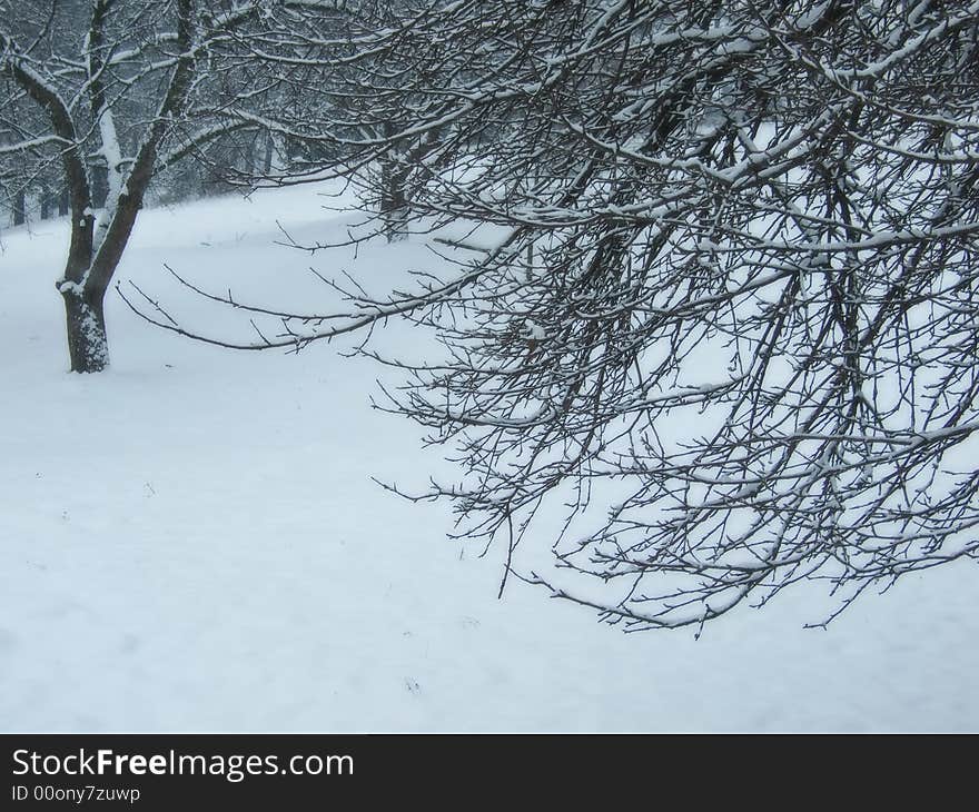 Branches and snow