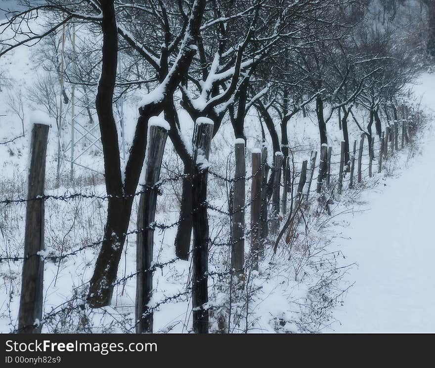 Wooden fence along the road and trees behind it