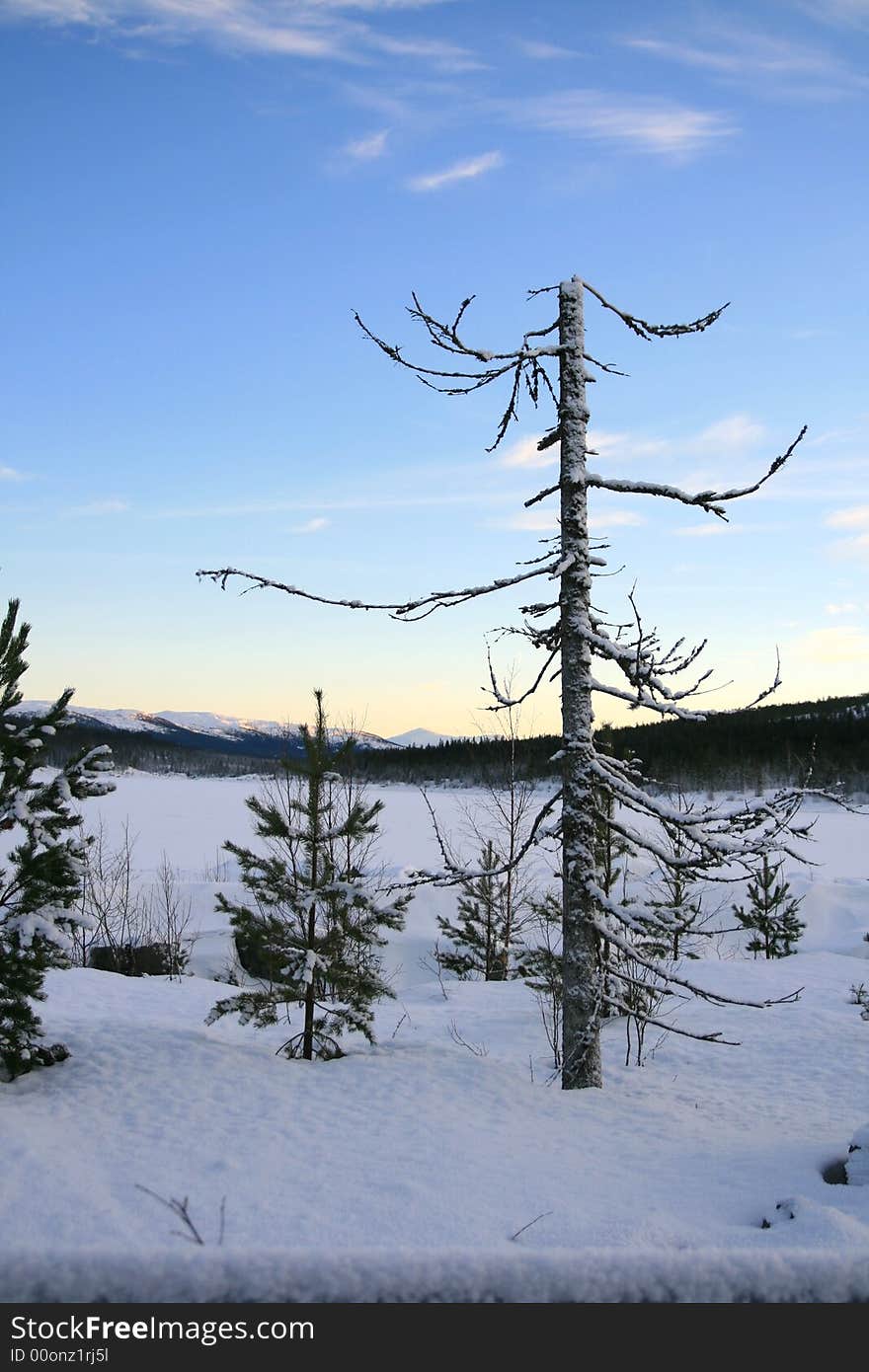 Dead tree in a winter landscape