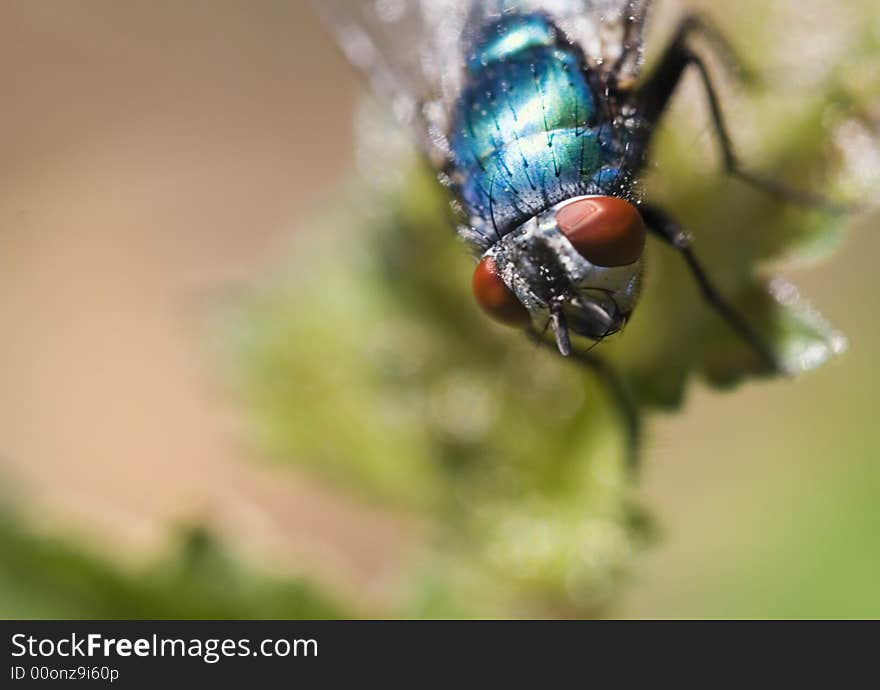 A Bluebottle fly on a Leaf, getting ready for take-off!