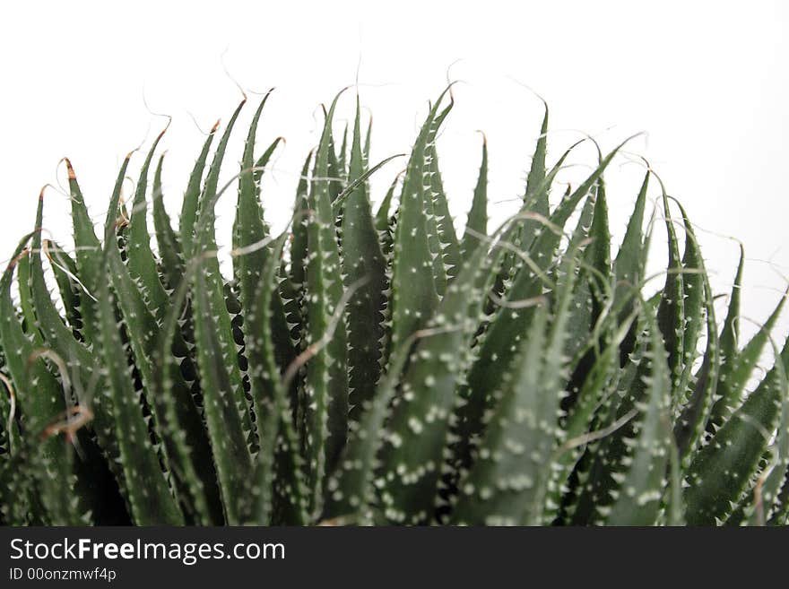 Haworthia on the white background