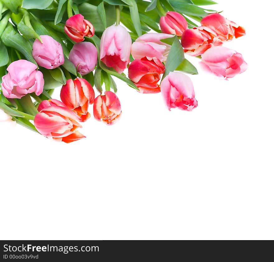 Bunch of tulips