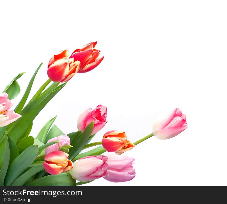 Bunch of tulips