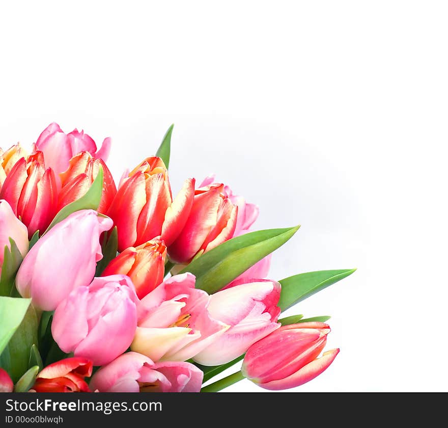 Bunch Of Tulips