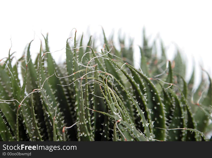 Haworthia on the white background