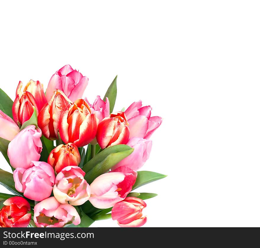 Bunch of tulips