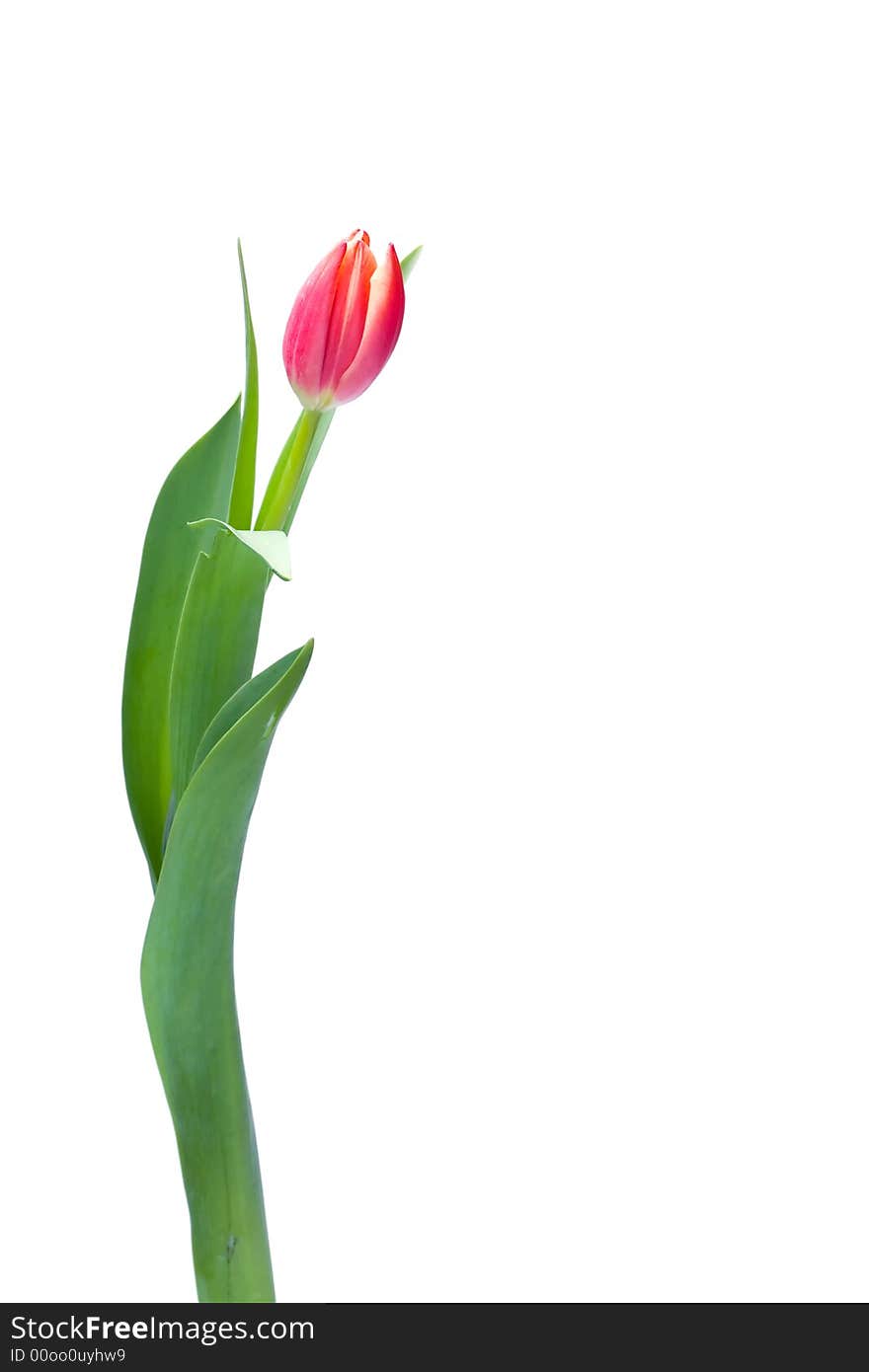 Single tulip  over white background