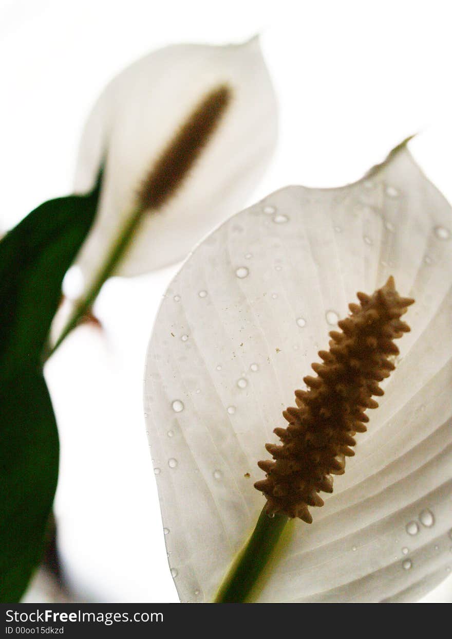 White flowers on the white background