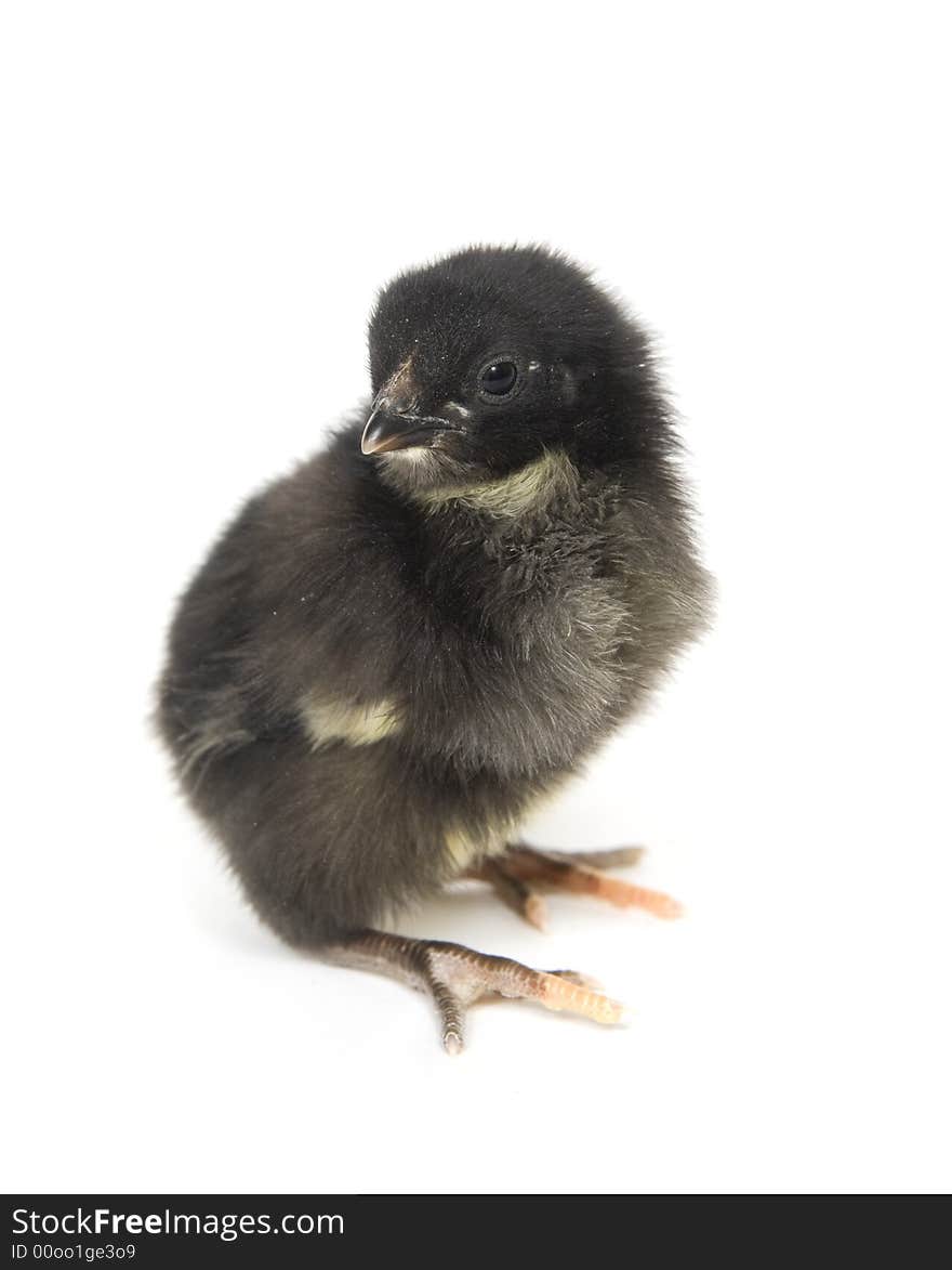 A dark feathered baby chicken stands on a white background. A dark feathered baby chicken stands on a white background