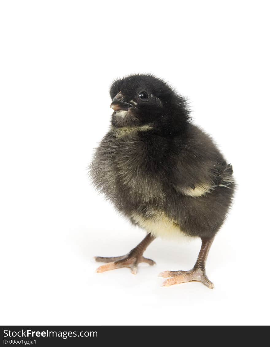 A dark feathered baby chicken stands on a white background. A dark feathered baby chicken stands on a white background