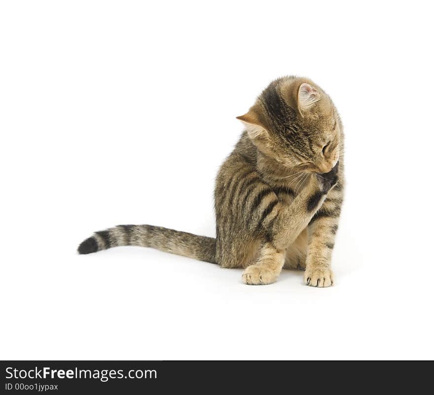 Kitten chewing on its paw