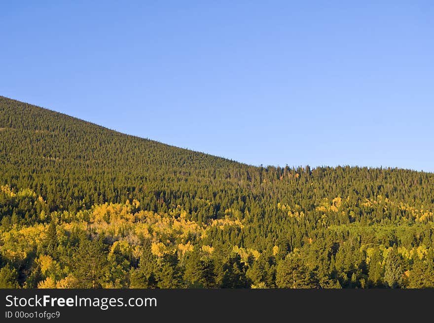 Pine trees cover the side of a mountain in Rocky Mountain National Park. Pine trees cover the side of a mountain in Rocky Mountain National Park