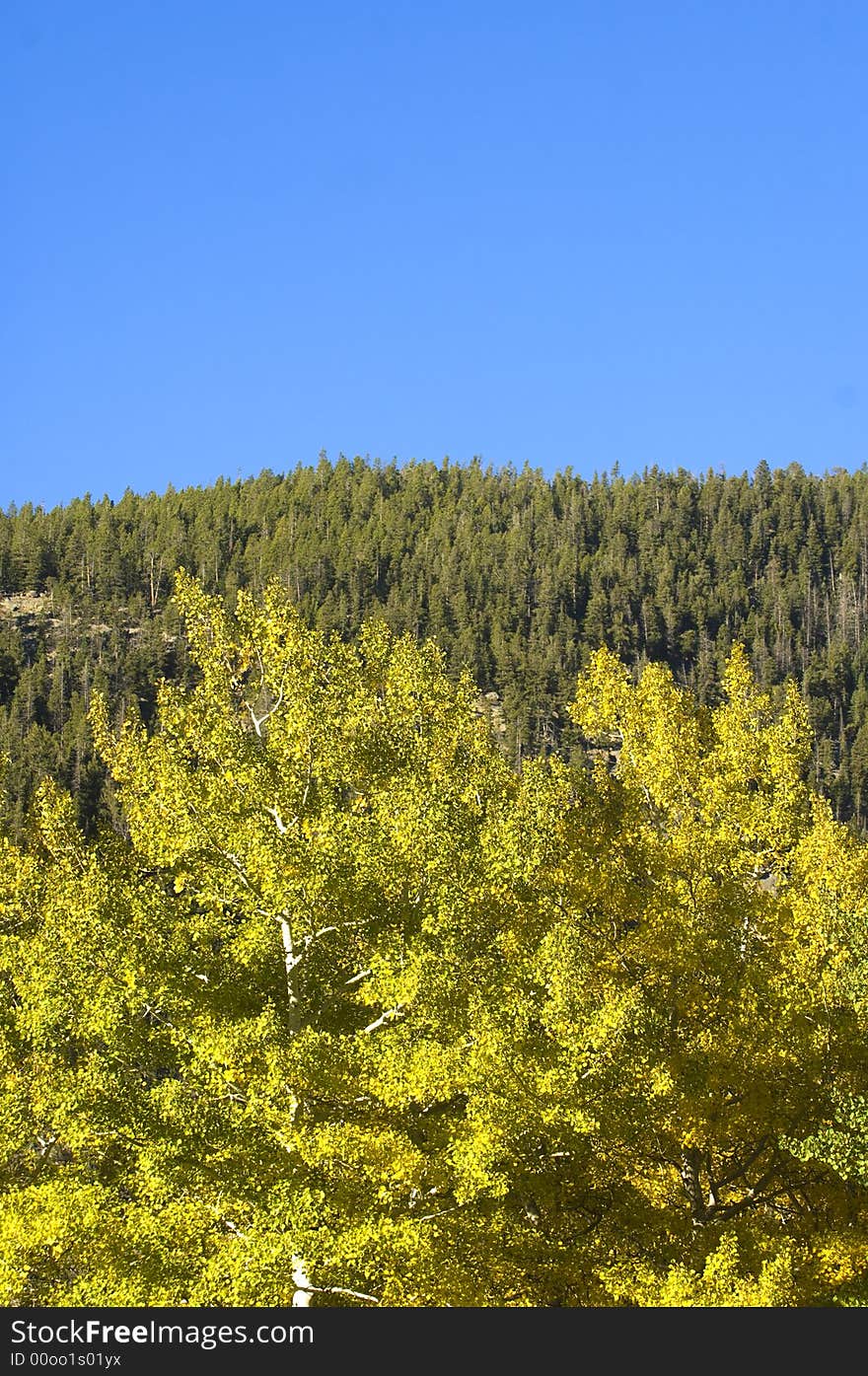 An aspen tree and evergreens in Rocky Mountain National Park. An aspen tree and evergreens in Rocky Mountain National Park