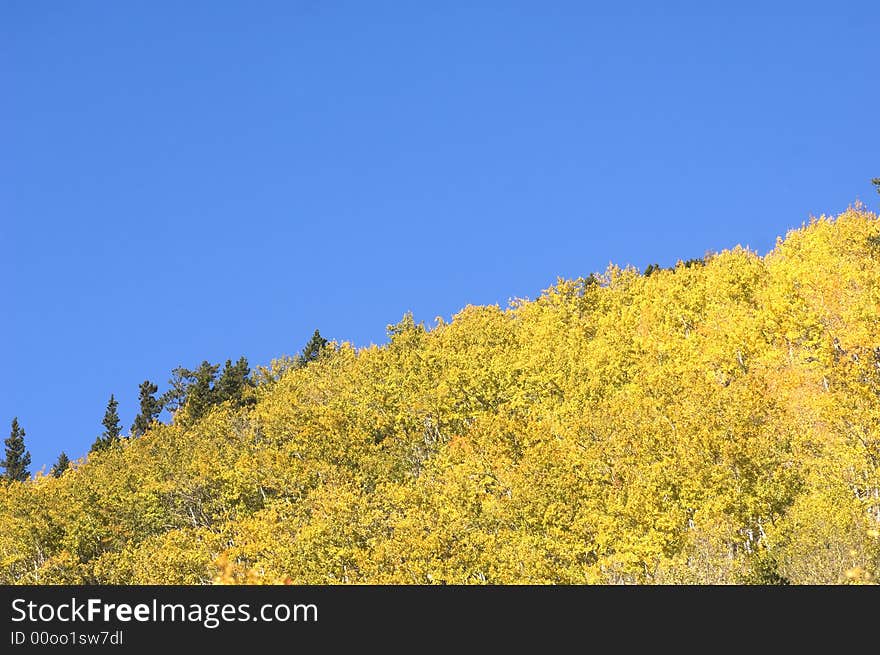 Aspen trees and hillside