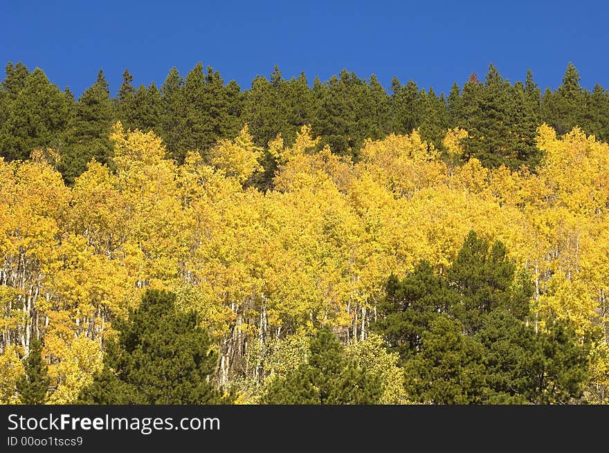 Evergreen, aspens and blue sky