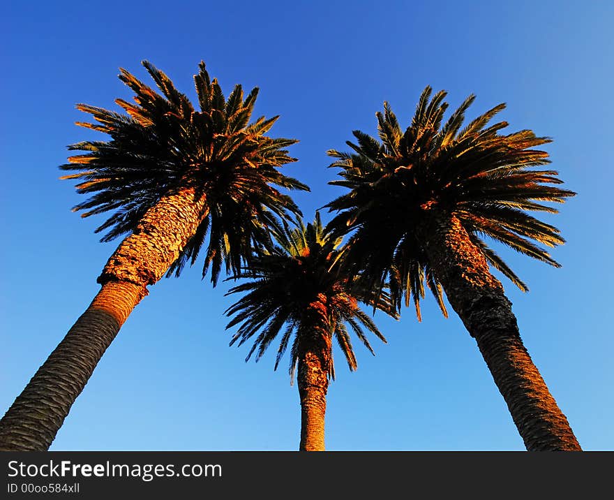 Palm trees with blue sky background. Palm trees with blue sky background