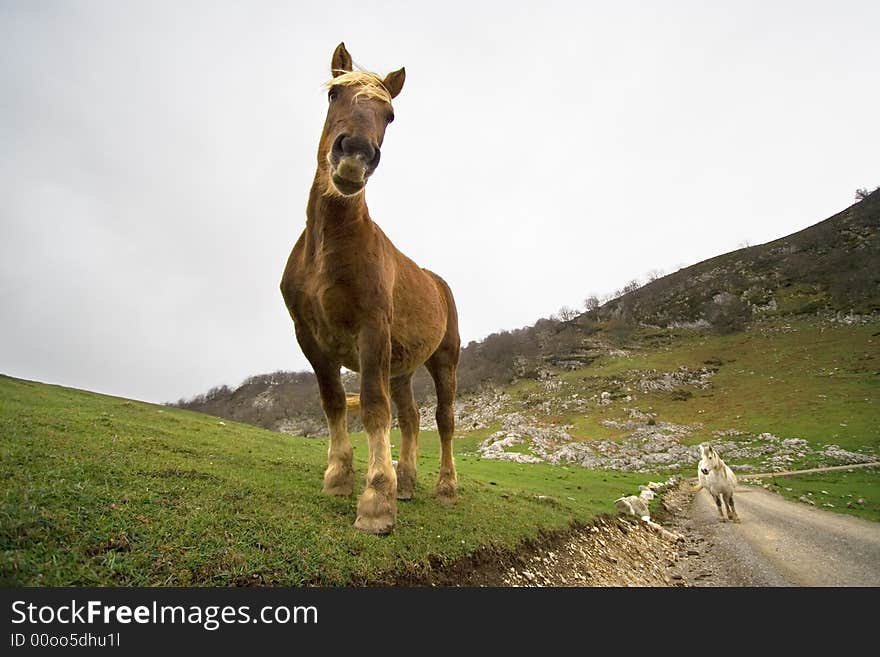 Friendly wild brown horse