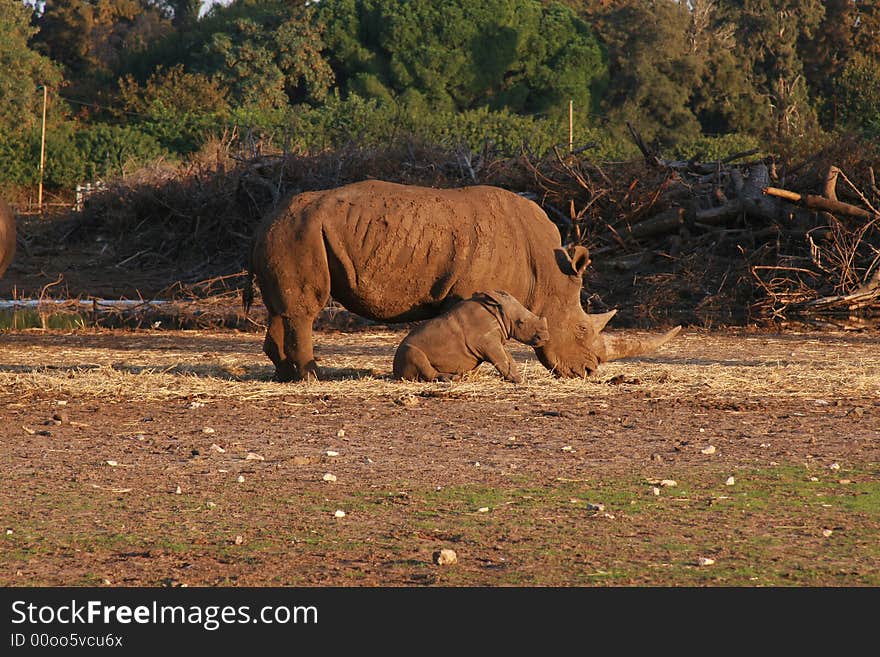 Rhinoceros Africa with a child